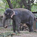 ���� Aru, �������� - ��������� 16 ������� 2018 � ������ �GURUVAYUR, KERALA, INDIA�
