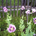 ���� ������, �����-���������, 67 ��� - ��������� 8 ������� 2019 � ������ ���� ����������