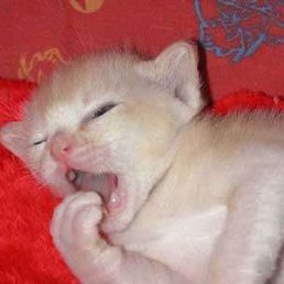 ���� ������, ������, 53 ����