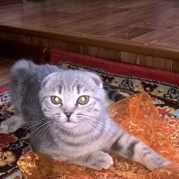 Vova, ����������, 40 ���
