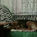  Dmitrii., , 55  -  25  2019    