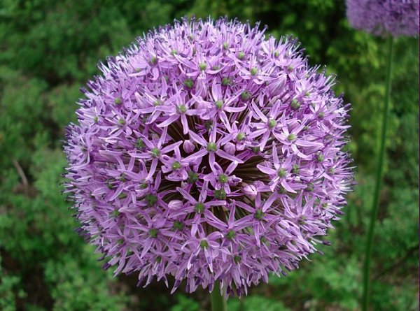  .   -  Allium.      ...