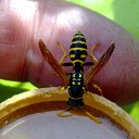 ���� Velvad, ���� - ��������� 12 �������� 2018 � ������ �VELVAD. WASP HAVE DINNER�