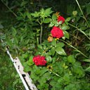  , , 75  -  6  2018    2018