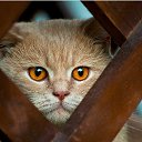 ���� �����, ���������, 59 ��� - ��������� 18 ������ 2018 � ������ ���� ����������