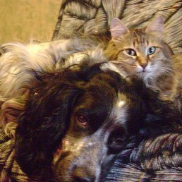 �����, ������ �����, 41 ���