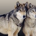  Din, , 66  -  9  2018    