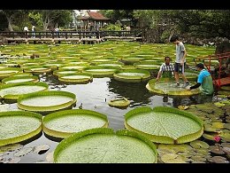 САМЫЕ УНИКАЛЬНЫЕ РАСТЕНИЯ В МИРЕ