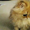 ���� ����, ������, 46 ��� - ��������� 2 ����� 2019