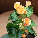 ���� Vassa, ���� - ��������� 4 ������ 2018 � ������ ������ ��������