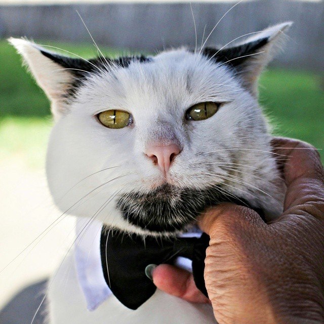 Кот Гэри из Калифорнии похож на хипстера, которого злой волшебник превратил в кота - 2