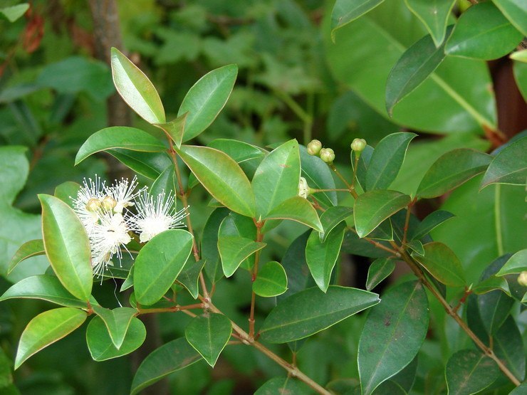 . (Syzygium)    ()  .   ...