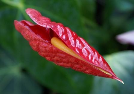 .       (Araceae).    800 ... - 2