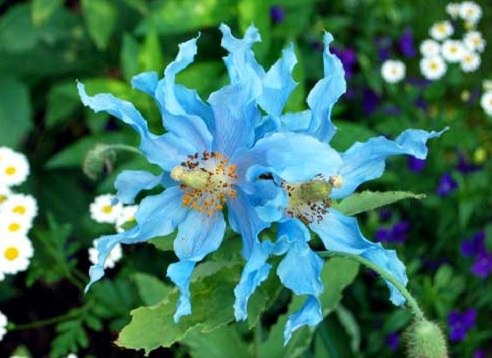 .  (Meconopsis)  45      ... - 3