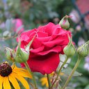  , , 75  -  6  2018    2018