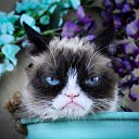 GRUMPY CAT- PERVAYA LEDI V KOSHACH'EM MIRE �� ������� ���� ����������
