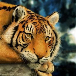 Vladislav, �����