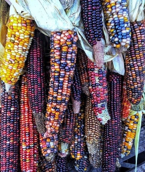 И такой бывает кукурузка!