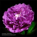 ���� ���������, ������� �����, 43 ���� - ��������� 21 ������ 2018