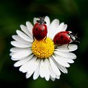 ���� �����, ����� - ��������� 4 ������ 2018