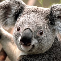 ���, ������ ��������, 49 ���