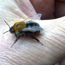  Velvad,  -  12  2018   VELVAD. BUMBLE-BEE HAVE DINNER