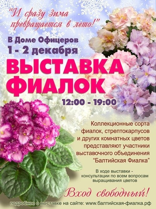 Выставка фиалок в спб 2024. СПБ выставка фиалок на Литейном. Выставка фиалок и стрептокарпусов в СПБ. Выставка фиалок. Объявление о выставке цветов.