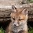 ���� Fox, ������������ - ��������� 24 ������� 2019