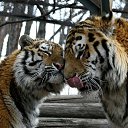 ���� ���������, �����-���������, 43 ���� - ��������� 17 ������� 2019