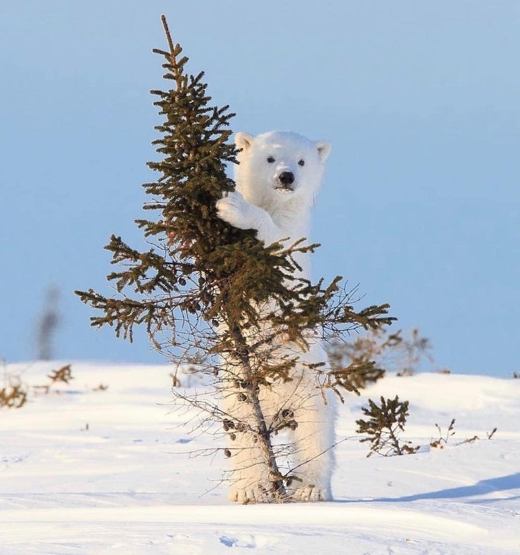   Wapusk National Park!