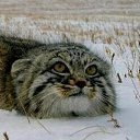 ���� ����, �����������, 65 ��� - ��������� 24 ������ 2018 � ������ ���� ����������