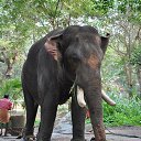 ���� Aru, �������� - ��������� 16 ������� 2018 � ������ �GURUVAYUR, KERALA, INDIA�
