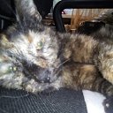 ���� ������, ���������, 54 ���� - ��������� 30 �������� 2018 � ������ �PetLove�