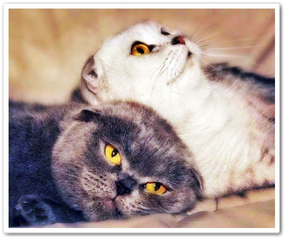 Милый ты меня неси. Ты очень милый. Ты счастлив а куда деваться. Жена мужу милый что ты читаешь. Ты счастлив а куда деваться.