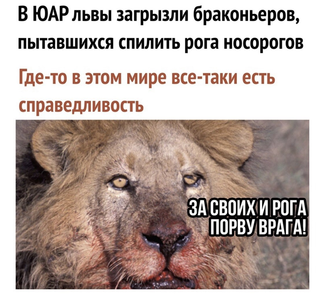 Львы загрызли охранника фото