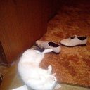 ���� ������, ���������, 54 ���� - ��������� 3 ������ 2018 � ������ �PetLove�