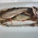 ���� ����, ������-��-����, 40 ��� - ��������� 23 ������ 2018 � ������ ���� ����������