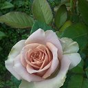 ���� Mary@sha, ���������, 45 ��� - ��������� 3 ������� 2018 � ������ ���� ����������