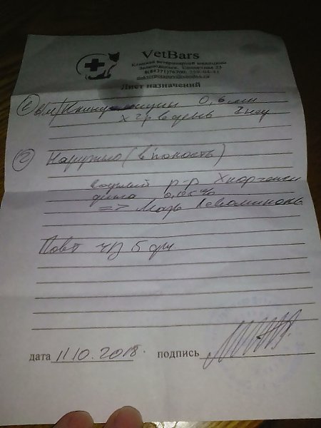Прошу помощи у всех неравнодушных к братьям нашим меньшим В нашу семью пришло несчастье(.Его зовут ... - 6