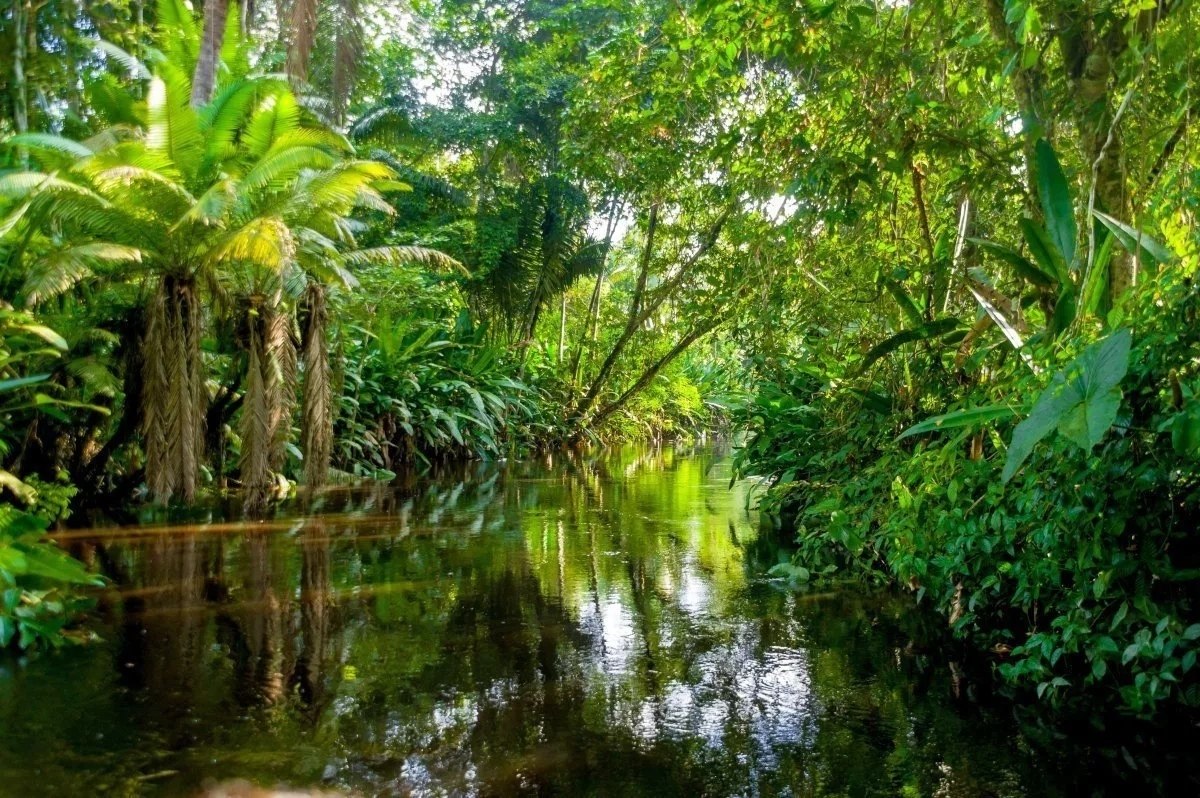 Тропические леса амазонки в Бразилии. Бразилия тропические леса Сельва. Тропические леса амазонки, Южная Америка. Амазонские джунгли Бразилия.