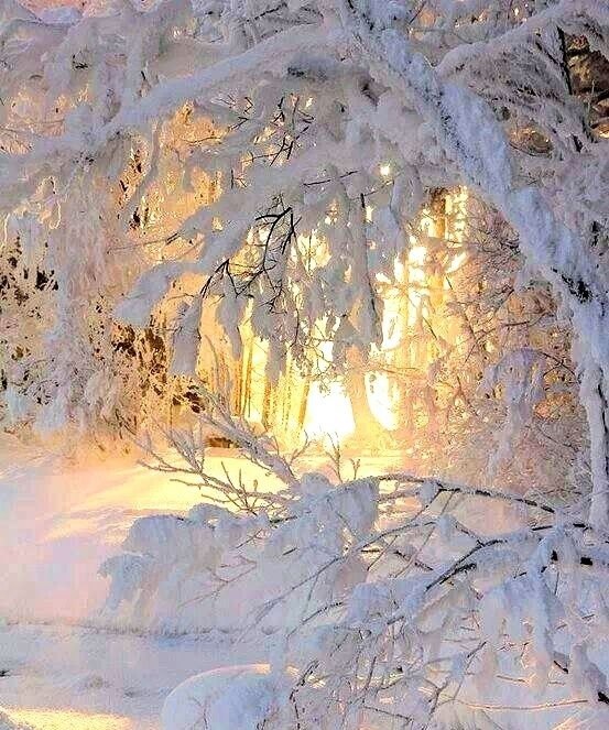 Зимнее утро.Мороз и солнце; день чудесный!Еще ты дремлешь, друг прелестный —Пора, красавица, ...