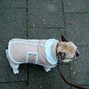 ���� ��-��������, �����, 43 ���� - ��������� 21 ������� 2018 � ������ ���� ����������