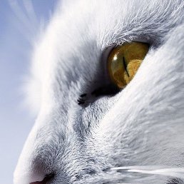 Kot, �����������, 45 ���