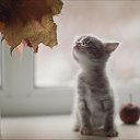 ���� Lissa, �����-���������, 59 ��� - ��������� 14 ������� 2018 � ������ �����������