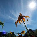  , , 75  -  6  2018    2018