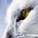 ���� Kot, �����������, 45 ��� - ��������� 9 ������� 2019 � ������ ���� ����������