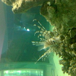 ����, ������, 46 ���