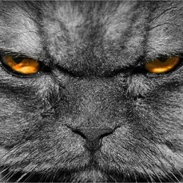 ����� 50, ������