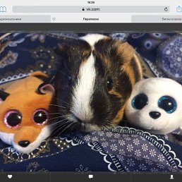 Aleks-� ����� ������ �� ����, ������