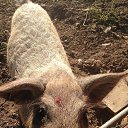 ���� ����, ������, 66 ��� - ��������� 14 ������ 2019 � ������ ���� ����������